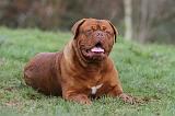 DOGUE DE BORDEAUX 179